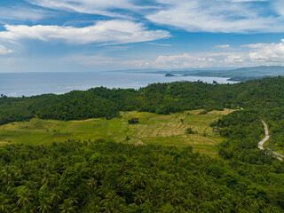 Tropical green plants and forest. Blue sky and clouds. Mindanao, Philippines.