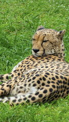 Pretty specimen of a big wild cheetah in South Africa
