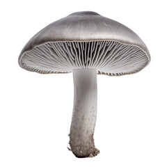 Mushroom on transparent background