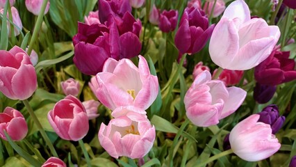 pink and white tulips