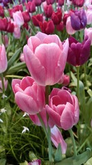 pink tulips in the garden