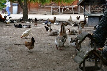 Obraz premium A close up on a group of hens, chickens, ducks, drakes, and sheep grazing, looking for food and relaxing next to a wooden pen covered with hay located next to some dirt path and wooden huts in Poland