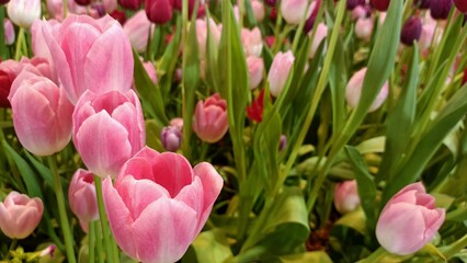pink tulips in spring
