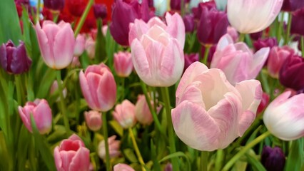 pink and white tulips