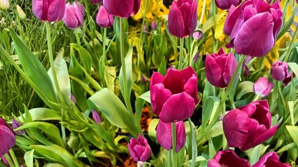 tulips in the garden