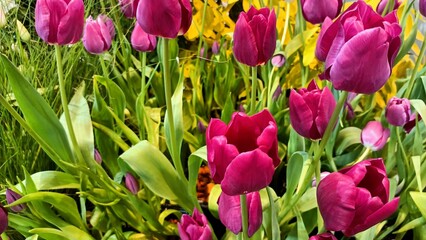 tulips in the garden