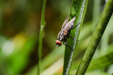 bug on a leaf