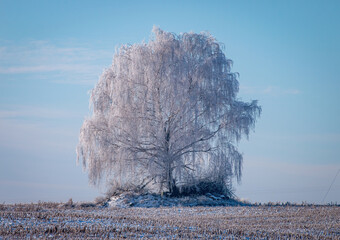 Zimowy Krajobraz Drzewa W Szronie - obrazy, fototapety, plakaty