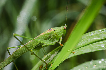 grasshopper on a leaf