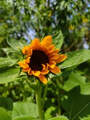 sunflower in the garden