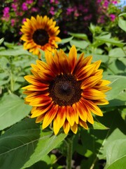 Obraz premium sunflower in the garden