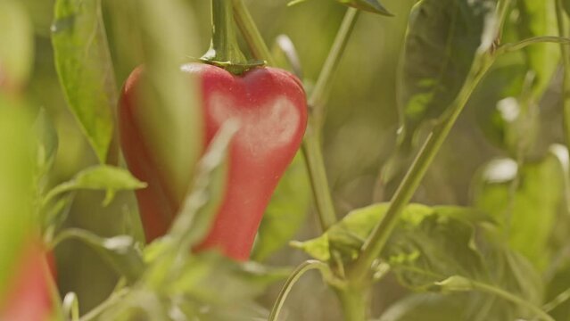 Sweet red paprika or capia pepper hanging on a plant in a vegetable garden or a farm. Closeup real time footage under the warm summer sun.