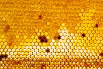 Honeycomb cells for various purposes, honeycombs for honey storage, honeycombs for storing honey,...