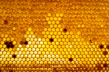 The structure of a honeycomb, unsealed and filled sealed honeycombs, honeycombs with beebread,...