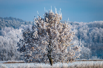 Zimowy Krajobraz Drzewa W Szronie