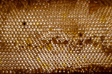 Empty honeycomb after honey extraction