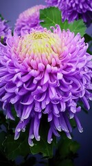 Obraz premium Professional Macro of a Chrysanthemum Blooming in a Sunny Day in the Middle of the Nature.