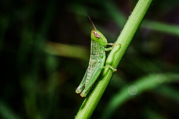 green grasshopper on a leaf