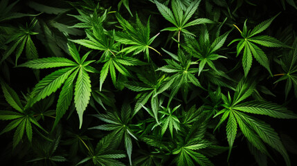 Top view of cannabis sativa branches with leaves patchwork. Medical marijuana concept background....