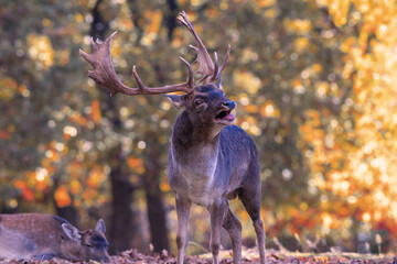 Fallow deer stag in mating season