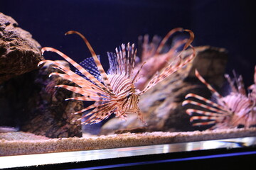 Various Sea Animal in Aquarium