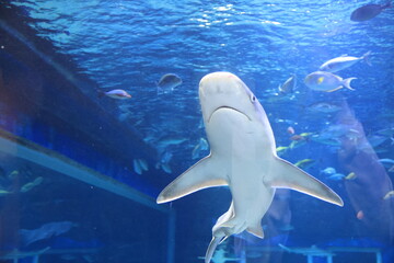 Various Sea Animal in Aquarium