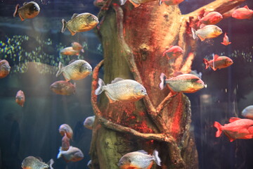 Various Sea Animal in Aquarium