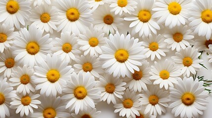 Aesthetic chamomile daisy flowers on a white background