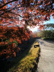 2023香川用水記念公園の紅葉【香川県三豊市】2