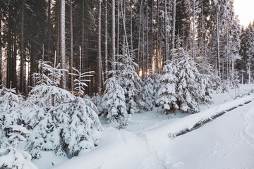 Magic winter wonderland.