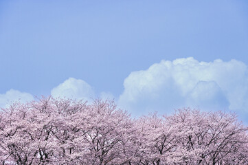 爽やかな青空と満開の桜