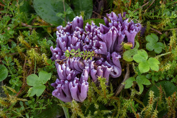 Rare mushroom Clavaria zollingeri, also called Clavaria lavandula, commonly known as Violet Coral or the magenta coral growing in grass and moss © Zdenka Kryspínová