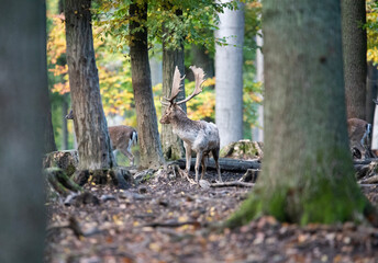 Dama Dama portrait. Captured in the most beautiful time during the dane estrus. 
