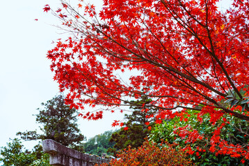 京都の紅葉　真っ赤に色づいたモミジ