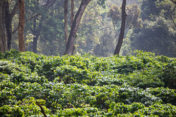 Coffee estate in a mountain range in India