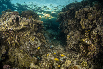 Fototapeta na wymiar Underwater canyon with various hard corals and reef fishes on the coral reef in Marsa Alam, Egypt, during the sunset dive