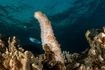 Close up of a Sea cucumber (Pearsonothuria graeffei) stretching above the coral reef in turquoise waters in Marsa Alam, Egypt