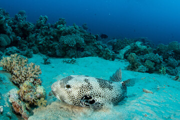 The stellate pufferfish / starry puffer / starry toadfish (Arothron stellatus) on the sandy bottom of the coral reef © Krzysztof Bargiel