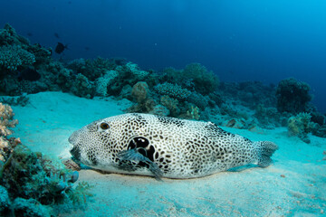 The stellate pufferfish / starry puffer / starry toadfish (Arothron stellatus) on the sandy bottom...