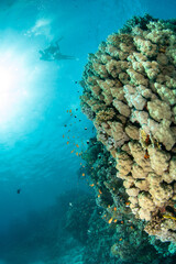Beautiful coral reef with various coral reef fishes in turquoise waters with several divers on the background, Marsa Alam, Egypt