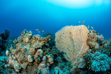 Beautiful beige gorgonian coral amon gother hardcorals, surrounded by colorful coral reef fishes, Marsa Alam, Egypt