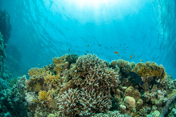 Naklejka na ściany i meble View over beautiful shallow coral reef covered by various hard and soft corals against the sun, Red Sea, St Johns Reef, Egypt 