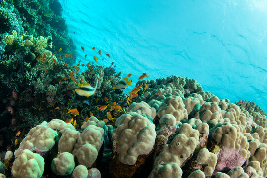 Closeup of a beautiful coral reef surrounded by a shoal of sea goldies and Red Sea bannerfishes, Red sea, Marsa Alam, Egypt