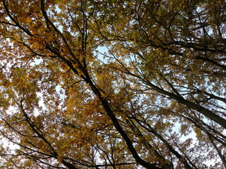 trees and sky