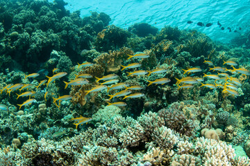 A school of The yellowfin goatfish (Mulloidichthys vanicolensis) over the beautiful reef covered by a variety of hard corals, Marsa Alam, Egypt