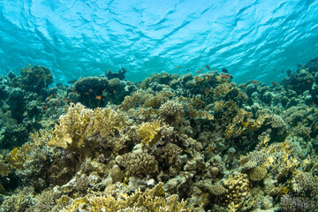 View over the beautiful reef covered by a great variety of hard corals, Marsa Alam, Egypt