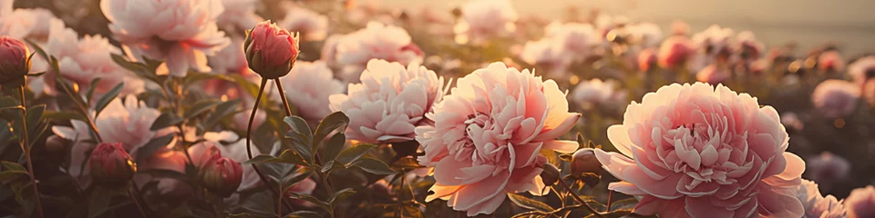 Fototapeten pink peony flowers © sam richter