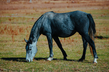 Gray horse grazing in green meadow at autumn