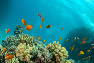 Obraz na płótnie Canvas A shoal of sea goldies (Pseudanthias squamipinnis) atop the coral reef in Marsa Alam, Egypt
