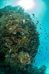 The edge of colorful shallow coral reef, surrounded by a shoal of a goldies (Pseudanthias squamipinnis), Marsa Alam, Egypt